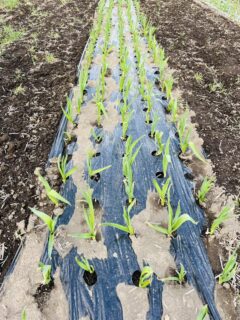 神は見放さなかった！