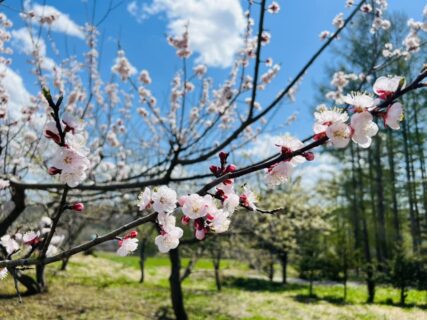 快晴の憲法記念日@THE WORLD 十勝