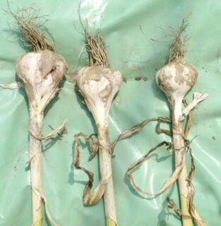 SEIZE THE DAY「THE WORLD」Report-３