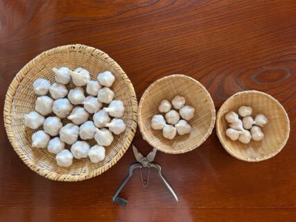 「THE WORLD」より初の収穫物、自然栽培ニンニク　 ”旅するニンニク”