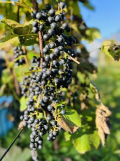 あいざわワイナリー