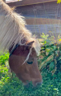 ”旅するニンニク”