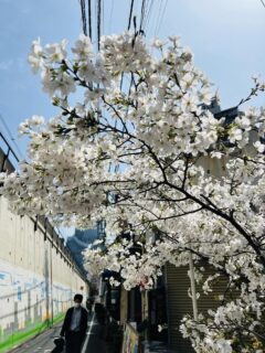 ゆっくりお花見〜🌸とはいかず…