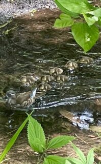 さわやま農場の澤山さん