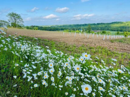 今日のTHE WORLD 農地🌺