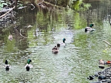 色々あるけど自然の力は偉大❗️