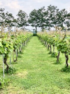 さっぽろワイン