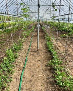 2週間ぶりのTHE WORLD 農地