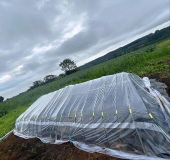 夏野菜オンパレード！