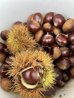 今日のぼっちバタ