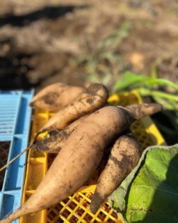 ヤーコン収穫祭❗️