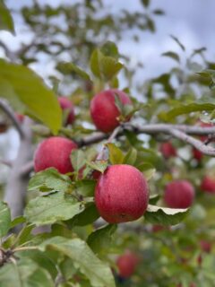 農福連携技術支援者育成研修