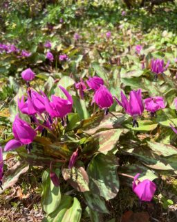 自宅の庭にカタクリの花