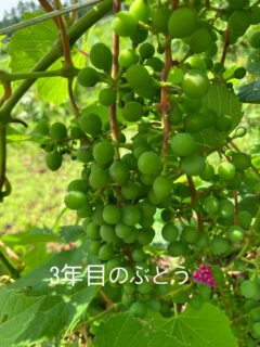 SGSという名の暴力