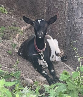 小笠原農園のレストラン「灯里」