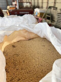 大豆畑の収穫完了！🌾