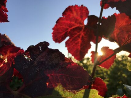 SEIZE THE DAY「THE WORLD」Report-29