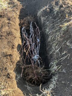 お誕生日のメッセージありがとうございます☺️